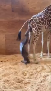 Look how far that baby giraffe dropped to the ground!  WOW!