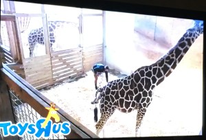 April the Giraffe- Hooves